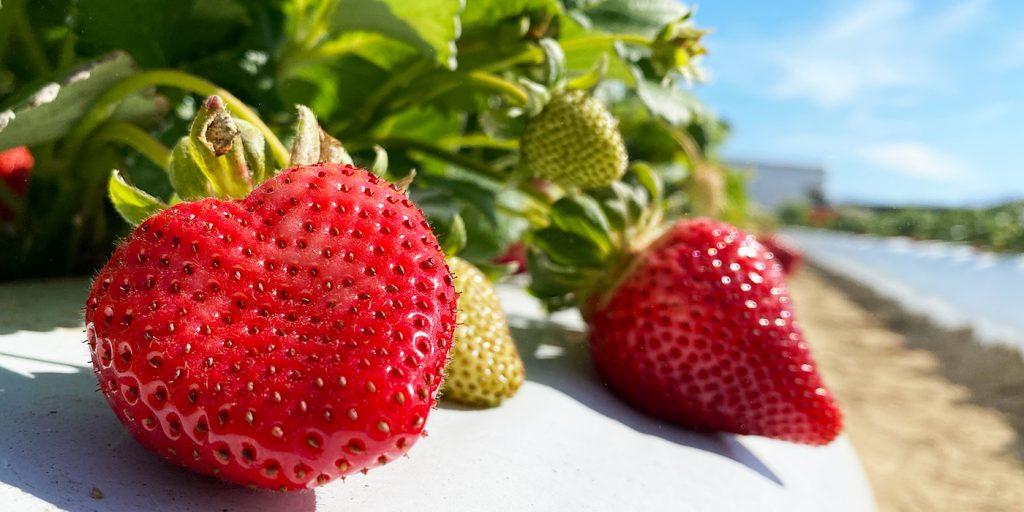 Agricole Cooperativa - Organic whole food store, Bakery and coffee