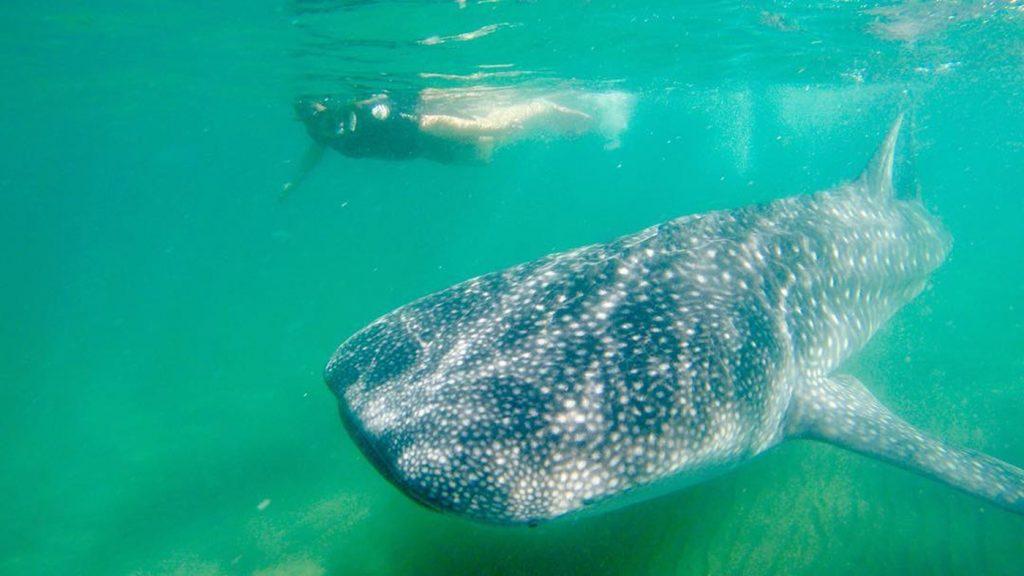 Explora Baja - Activities by the Sea in Todos Santos