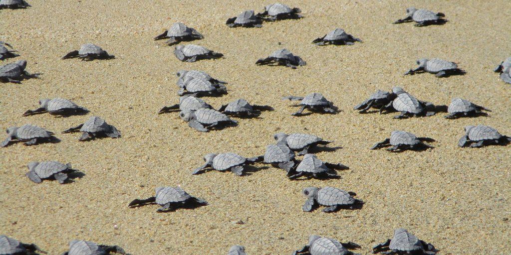 Grupo Tortuguero de Todos Santos A.C.
