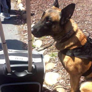 Todos los Perros Dog Training & Boarding - Todos Santos, Baja California Sur, México