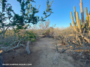 Base Camp Baja Sur / 3 Minute walk to playa La Pastora / Todos Santos, Baja California Sur, México.