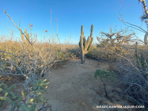 Base Camp Baja Sur / 3 Minute walk to playa La Pastora / Todos Santos, Baja California Sur, México.