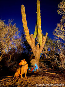 Base Camp Baja Sur / 3 Minute walk to playa La Pastora / Todos Santos, Baja California Sur, México.